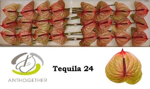 <h4>ANTH A TEQUILA 24 Smart Pack</h4>