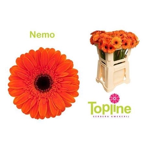 Ge Mi Nemo