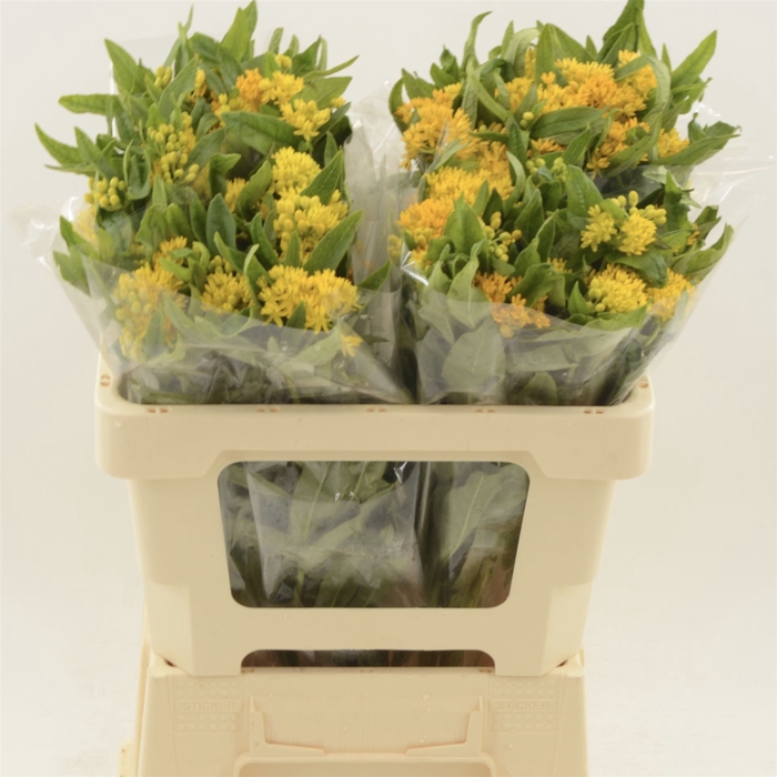 <h4>Asclepias Tuberosa Hello Yellow</h4>