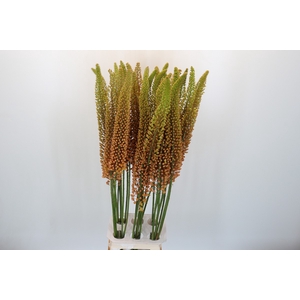 Eremurus Emmy Ro