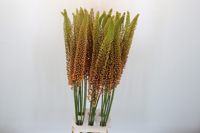 Eremurus Emmy Ro