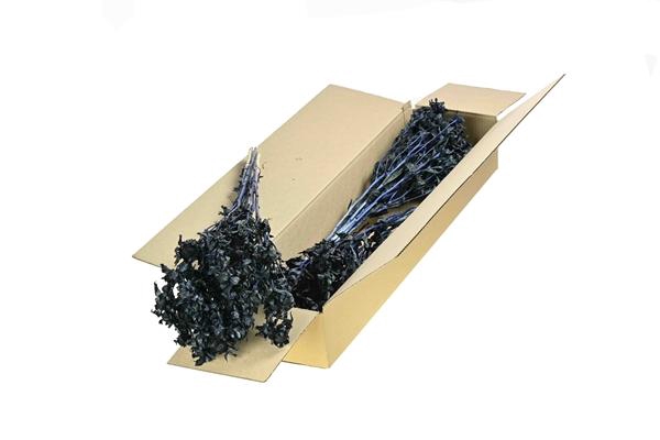 <h4>Bidens (carthamus) Sb Dark Blue</h4>