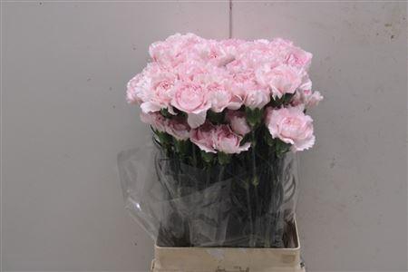 <h4>Di St Bridal Damascus</h4>
