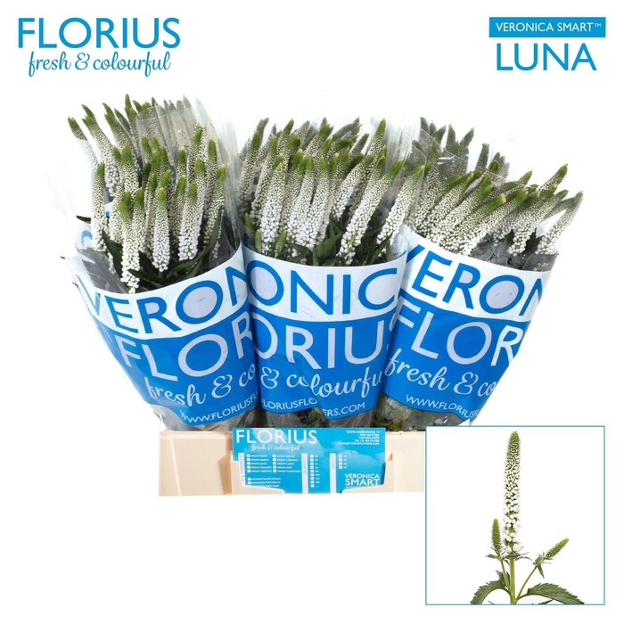 <h4>VERON SMART LUNA</h4>