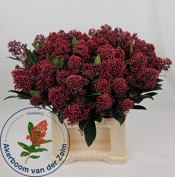 <h4>SKIM J RUBELLA BS</h4>