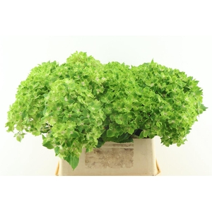 Hydr M Rhapsody Green 80-21