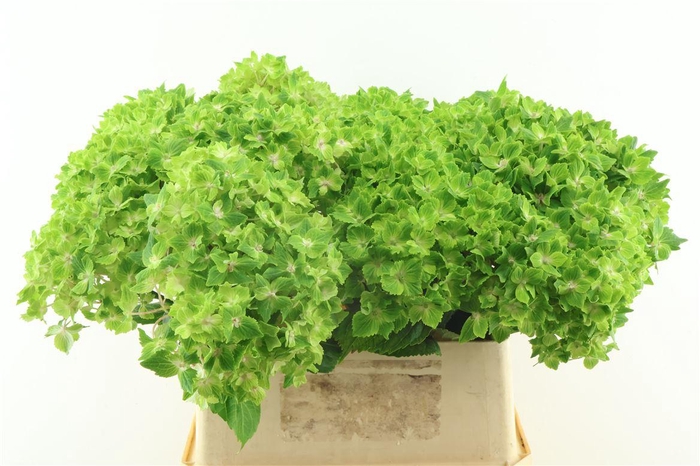 <h4>Hydr M Rhapsody Green 80-21</h4>