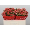 Hypericum Sweet Romance