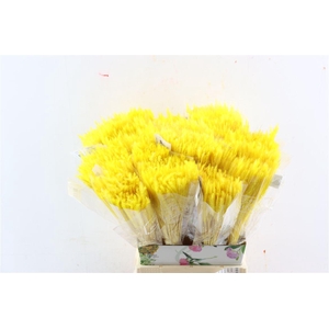 Dried Silk Worms Extra Yellow Bunch