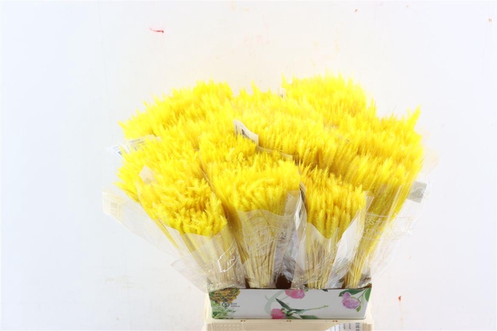 Dried Silk Worms Extra Yellow Bunch