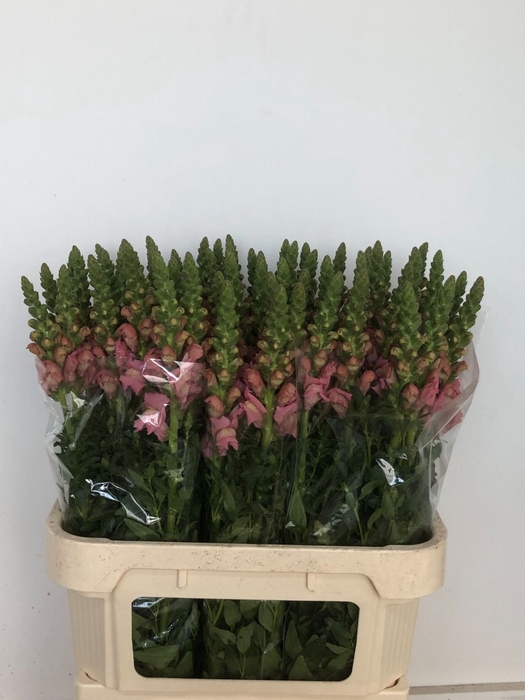 <h4>ANTIR AVIGNON PINK</h4>