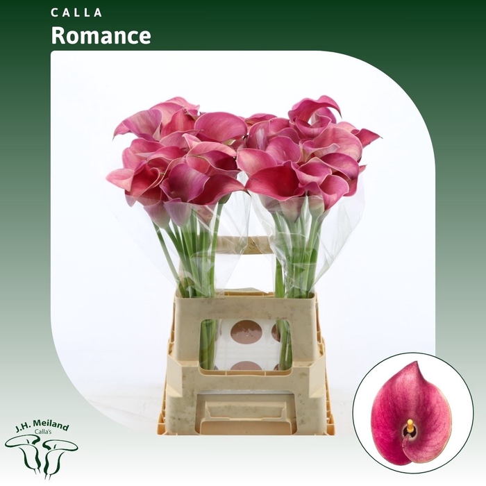<h4>Calla Romance</h4>