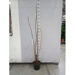 Prunus serrulata 'Amanogawa'