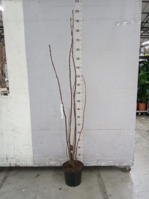 <h4>Prunus serrulata 'Amanogawa'</h4>