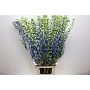 Delph Du Centurion Skyblue