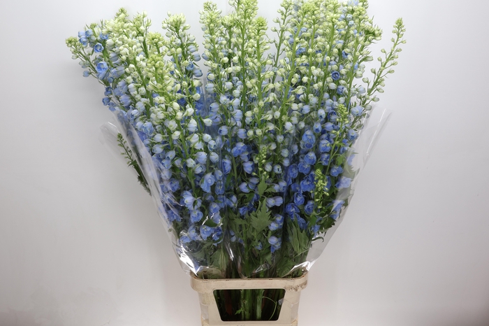 <h4>Delph Du Centurion Skyblue</h4>