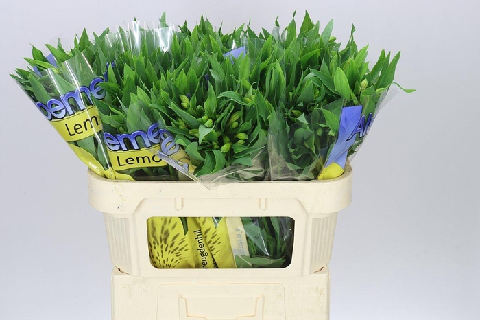 <h4>Alstro Lemon</h4>