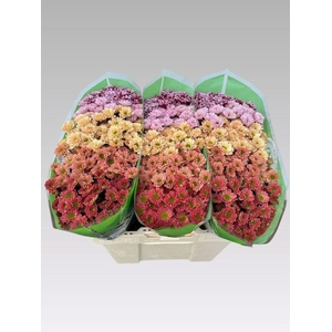 CHRYSANTHEMUM SA  MIX