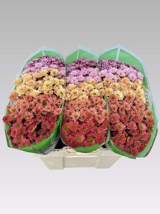 <h4>CHRYSANTHEMUM SA  MIX</h4>