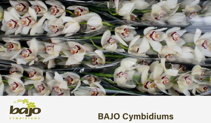 <h4>CYMB T MRS. ESMEE</h4>