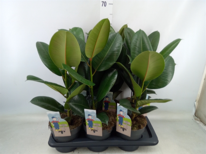 <h4>Ficus elastica 'Robusta'</h4>