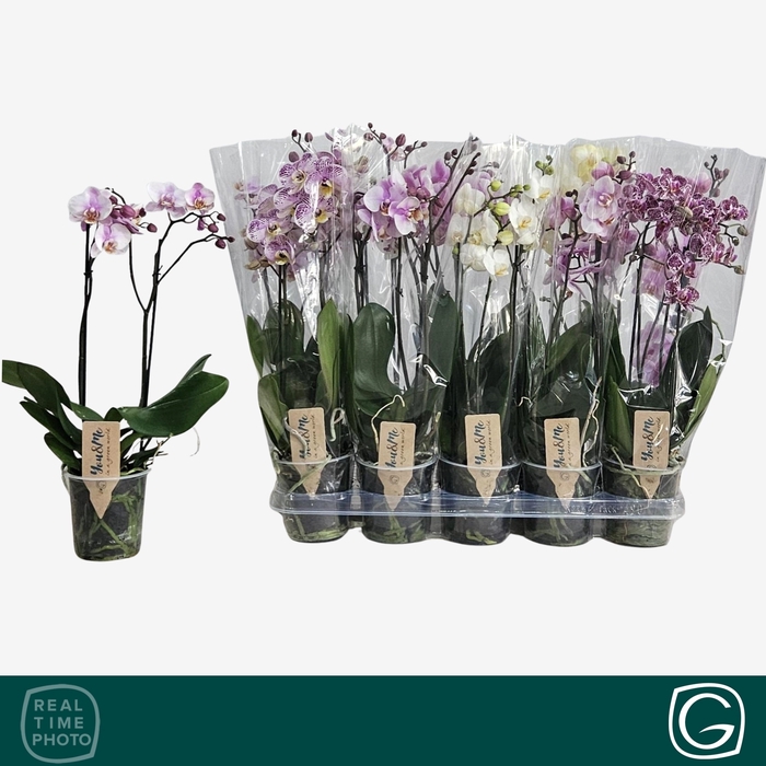 <h4>PHAL MF GEM 4 KL</h4>