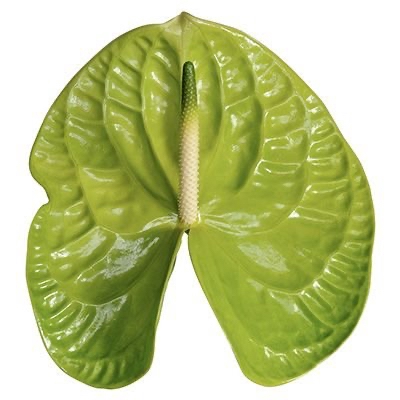 <h4>Anthurium Grand Slam</h4>