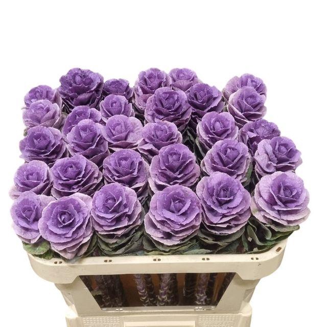 <h4>Brass Empire Olga</h4>