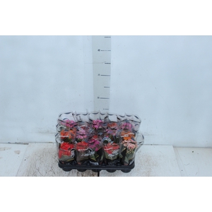 KAL. DOBRADO MINI P06