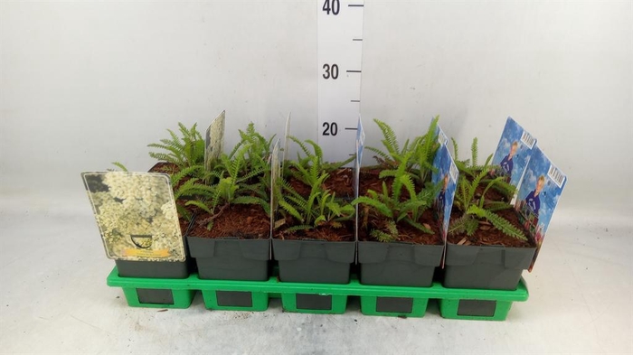 <h4>Achillea   ...</h4>