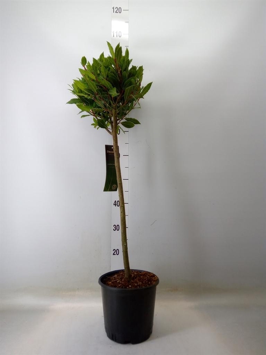 <h4>Laurus nobilis</h4>