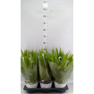 Nephrolepis exal. 'Sonata'