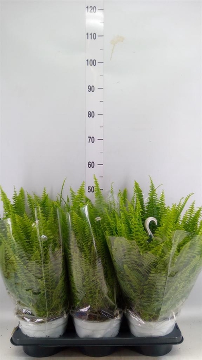 <h4>Nephrolepis exal. 'Sonata'</h4>