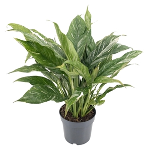 Spathiphyllum Diamond 14cm 'Variegata'