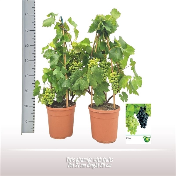 <h4>Vitis piramide</h4>
