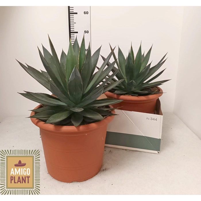 <h4>AGAV SHAKA ZULU</h4>