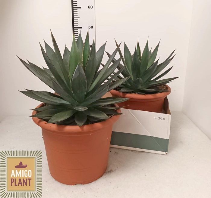 <h4>AGAV SHAKA ZULU</h4>