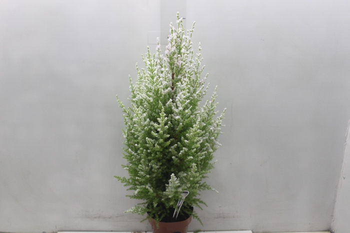 <h4>TUIA HOLANDESA COLOURS NEVE COM GLITTER DECORADO P14</h4>