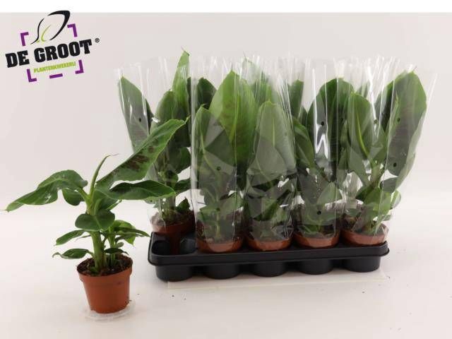 <h4>MUSA TROPICANA</h4>