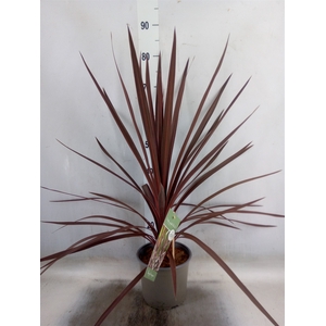 Cordyline austr. 'Red Star'