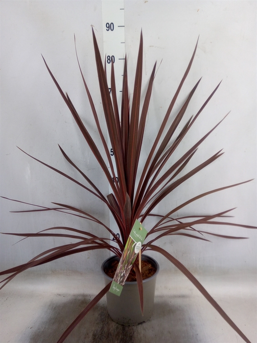 <h4>Cordyline austr. 'Red Star'</h4>
