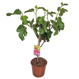 Ficus Carica Stem Green Fruits
