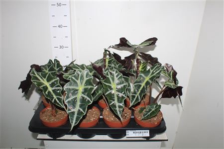 <h4>Aloc X Amazonica</h4>