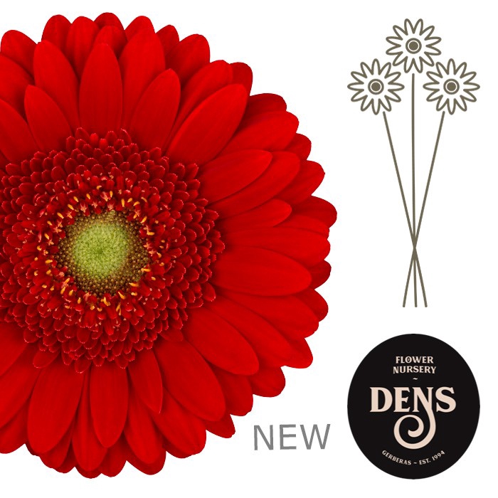 <h4>GE MI CHILI</h4>