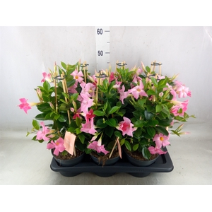 Mandevilla  'Sundavil Pink'