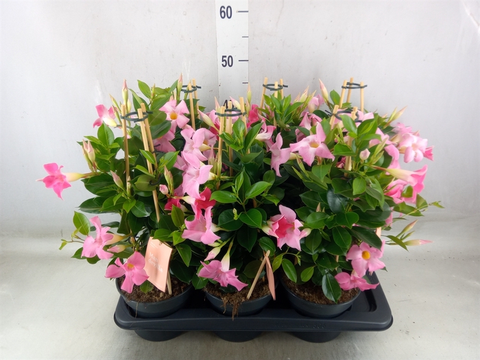 <h4>Mandevilla  'Sundavil Pink'</h4>