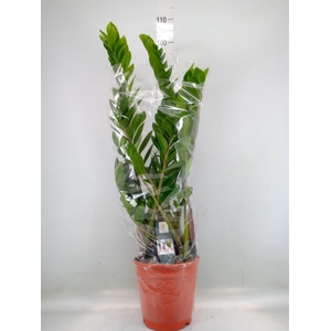 Zamioculcas zamiifolia