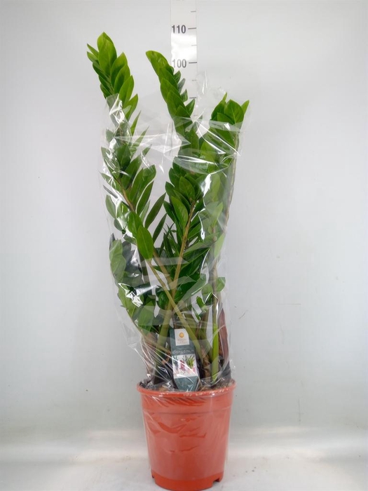 <h4>Zamioculcas zamiifolia</h4>