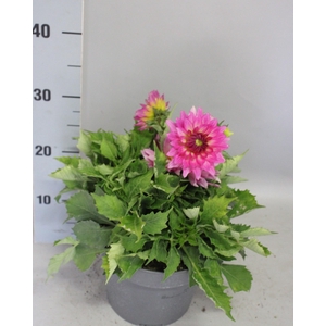 Dahlia 19 cm Bellini