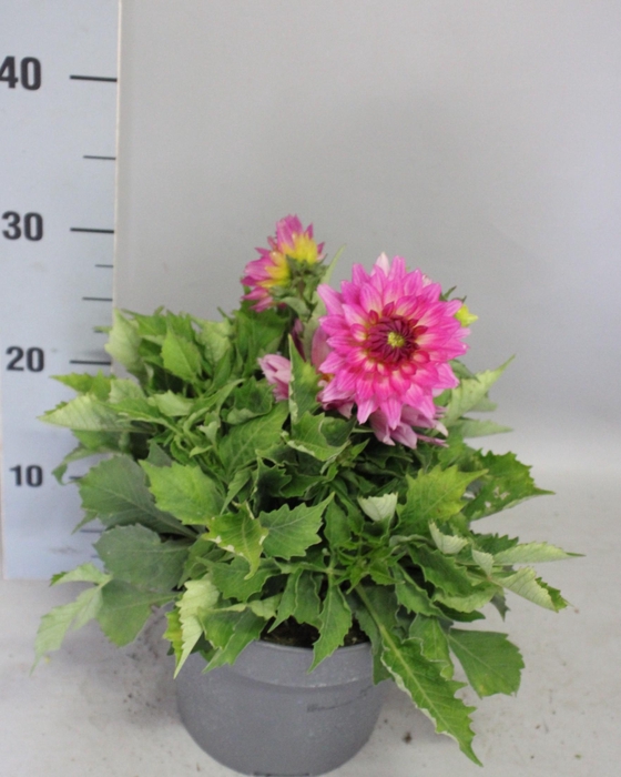 <h4>Dahlia 19 cm Bellini</h4>
